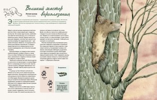 Наши соседи по планете. Рассказы о диких животных фото книги 6