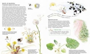 Софи в мире цветов фото книги 11