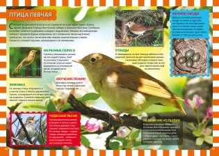 Животные России. Детская энциклопедия фото книги 4