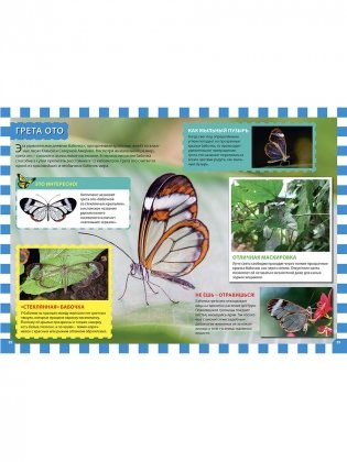 Бабочки. Детская энциклопедия фото книги 5