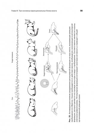 Основы нейропсихологии фото книги 11