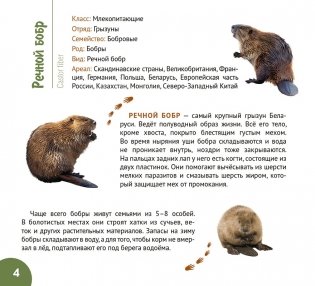 Белорусские болота. Серия "Планета животных" фото книги 3