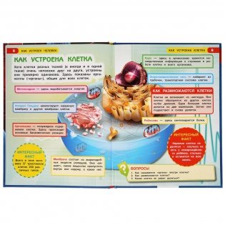 Как устроен человек. Энциклопедия с развивающими заданиями фото книги 4