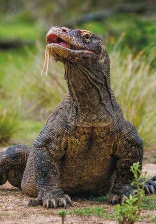 Книга выживших драконов. BIObook А. Толмачёва фото книги 3