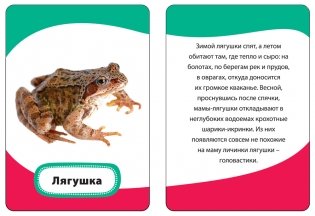 Развивающие карточки "Мамы и малыши", 36 карточек фото книги 2