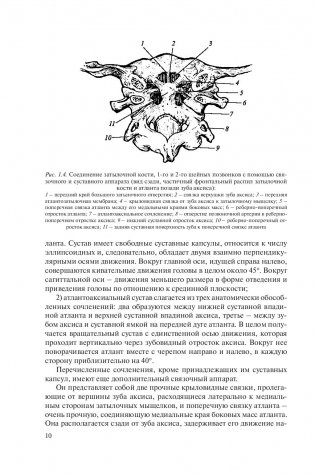 Рентгенометрия позвоночника фото книги 10