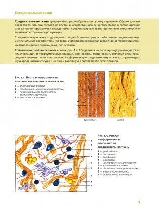 Наглядная анатомия человека. Подробный атлас с иллюстрациями фото книги 8