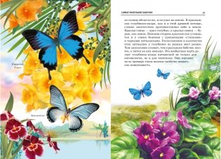 Бабочки. Школьный путеводитель фото книги 4