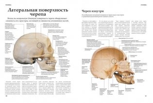 Анатомия человека фото книги 6