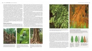 Деревья. Жизнеутверждающее путешествие по лесам, садам и паркам фото книги 4