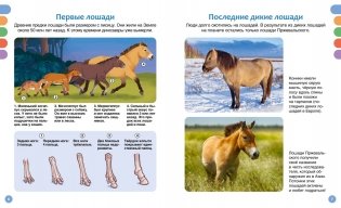 Лошади фото книги 2