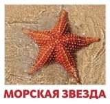 Комплект карточек "Водные жители" фото книги