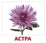 Комплект карточек "Цветы" фото книги