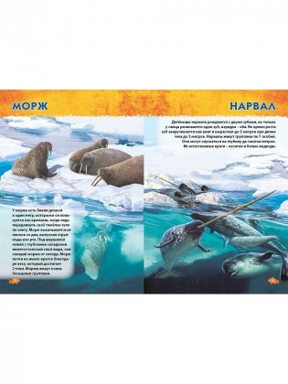 Подводный мир. Первая энциклопедия дошкольника фото книги 9