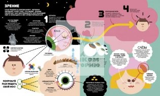 Учимся вместе с Олли и Молли. Человек фото книги 6