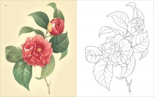 Flowers colouring book фото книги 2