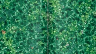 Цветочный лес фото книги 2