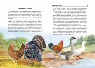 Птицы. Школьный путеводитель фото книги 4