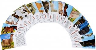 Домашние животные. Обучающие карточки фото книги 2