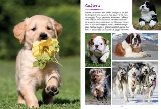 Моя большая книга о животных фото книги 3