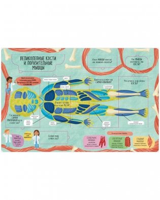 Большая книга с окошками. Тело человека фото книги 4