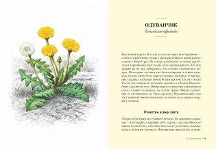 Травы. Природный источник жизненной силы фото книги 7