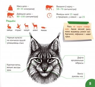 Беларускі лес фото книги 4