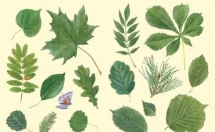 Софи в мире деревьев фото книги 2