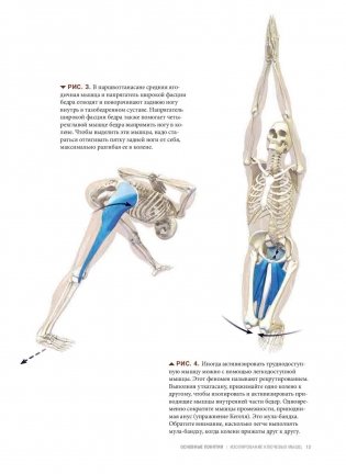 Анатомия виньяса-флоу и асан, выполняемых стоя. Руководство фото книги 11