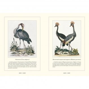 Зоологический альбом фото книги 5