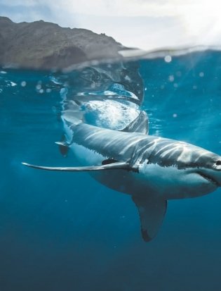 Красная книга мира: млекопитающие, птицы, рептилии, амфибии, рыбы фото книги 5