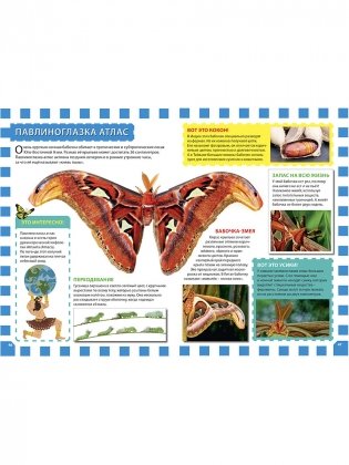 Бабочки. Детская энциклопедия фото книги 7