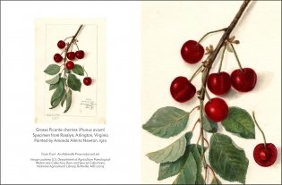 Fruit: Selections from the USDA Pomological Watercolor Collection (Tiny Folio) фото книги 6