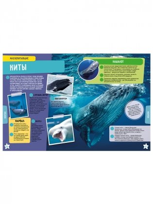 Океан. 250 невероятных фактов фото книги 4