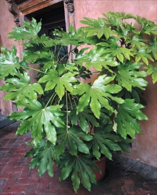 Зеленый оазис. Комнатные растения от А до Я фото книги 6