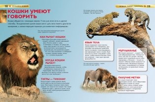 Большие кошки. Детская энциклопедия фото книги 3