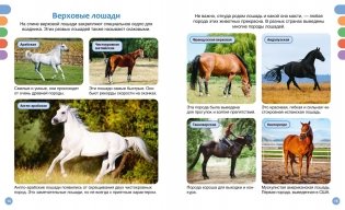 Лошади фото книги 6
