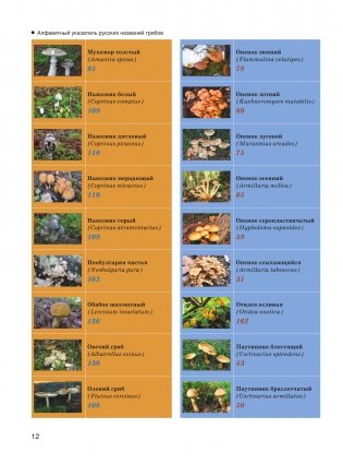 Большая энциклопедия. Грибы. Съедобные и несъедобные. Собираем и готовим. фото книги 13