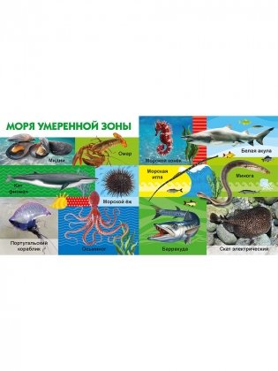 Морские обитатели фото книги 4