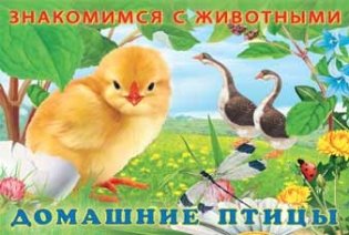 Домашние птицы фото книги