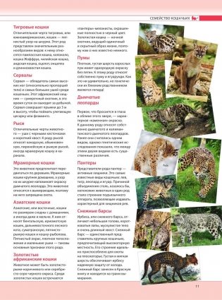 Кошки. Самая полная иллюстрированная энциклопедия фото книги 10
