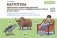 Картотека предметных и сюжетных картинок для автоматизации и дифференциации звуков разных групп. Выпуск 4. Сонорные звуки (окончание) и звук [j]. Дифференциация сонорных звуков и звука [j]. ФГОС фото книги маленькое 2