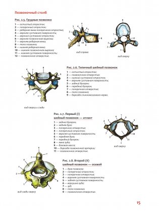 Наглядная анатомия человека. Подробный атлас с иллюстрациями фото книги 15