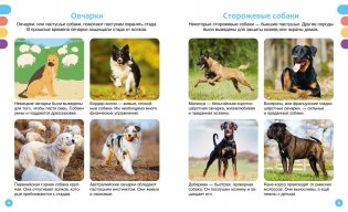 Любимые питомцы фото книги 4