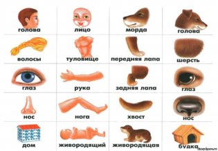 Игра "Кто как устроен?" фото книги 2