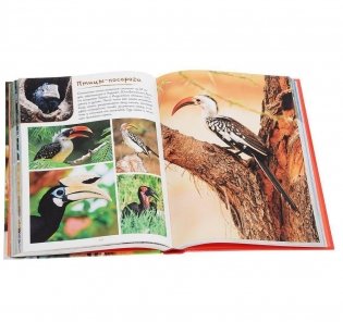 Моя большая книга о животных фото книги 6