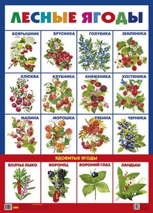 Лесные ягоды. Плакат фото книги