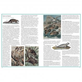 Загадки животного мира фото книги 8