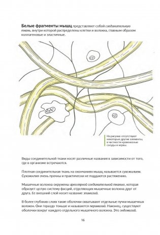 Анатомия йоги. Как работают мышцы фото книги 6