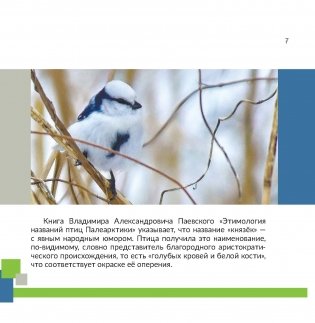 Птица года Беларуси. Белая лазоревка фото книги 3